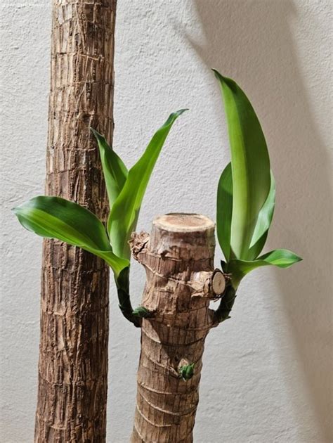 Drachenbaum Dracaena Massangea Garten Handwerk Gratis Zu