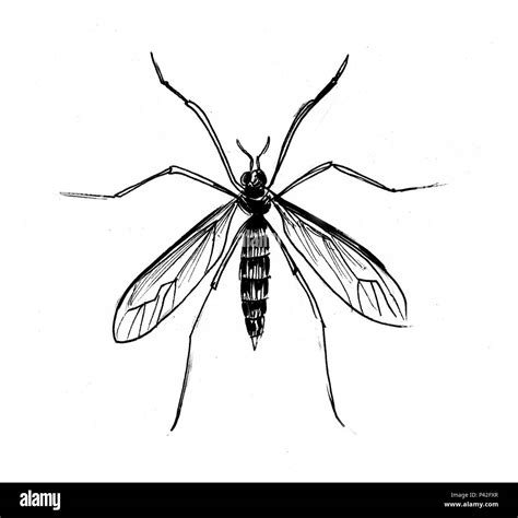 Mosquito insecto Dibujo en blanco y negro de tinta Fotografía de stock