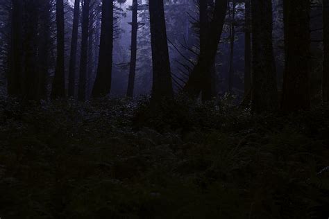 Bosque Oscuro En La Noche