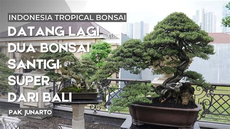 Koleksi Bonsai Bonsai Super Terbaru Milik Sultan Surabaya Youtube