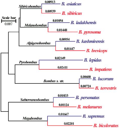 Phylogenetic Tree Of The 14 Bumblebee Species Based On The Concatenated Download Scientific