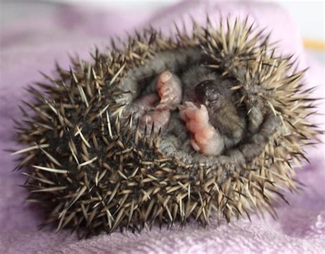 Baby hedgehog in struggle for survival - Pet Samaritans