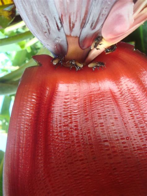 Flor Da Bananeira Recebendo Visita De Abelhas Umbigo Da Bananeira