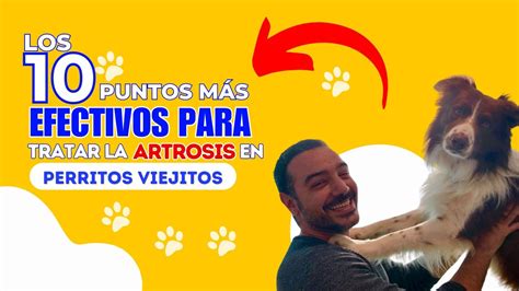 Los 10 puntos más efectivos para tratar la artrosis en perritos