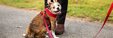 Welcoming Your Adopted Dog into Your Home - Animal Rescue League of Boston