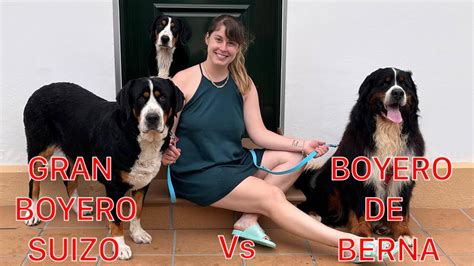 Diferencias Entre Gran Boyero Suizo Y Boyero De Berna Youtube