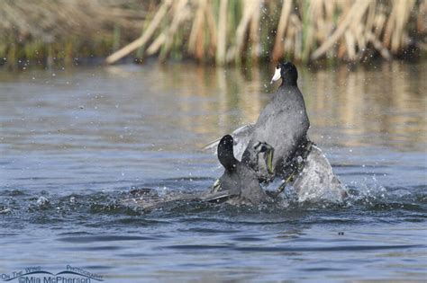 Very Aggressive American Coot Fight At An Urban Pond Mia McPherson S