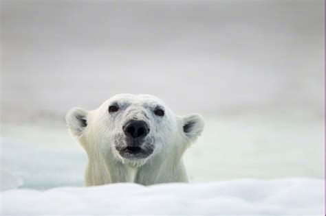Белые полярные медведи от фотографа Paul Souders