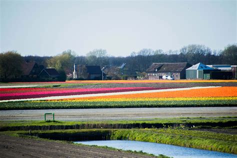 Champs de Tulipes Pays Bas | The Frenchie Abroad