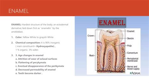 tooth components enamel pptx