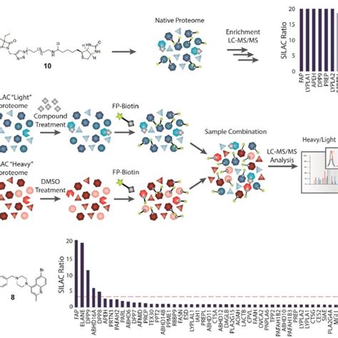 Identification of 4 oxo β lactam targets by mass spectrometry based