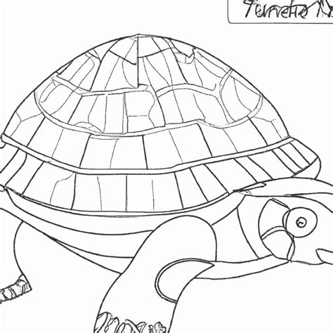Como Desenhar Um Jabuti - Aprenda A Desenhar Um Jabuti: Colorir é Divertido!