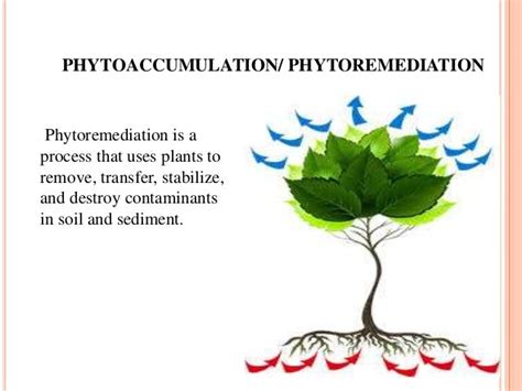 Phytoaccumulation