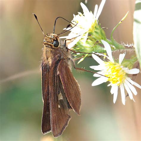 Ocola Skipper Panoquina Ocola Bugguide Net