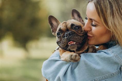 Cachorros Braquicef Licos Como Cuidar De Uma Ra A Focinho Achatado