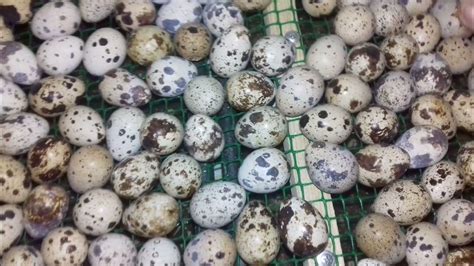 РУЧНОЙ ПЕРЕВОРОТ ЯИЦ В ИНКУБАТОРЕ.ПРОВЕТРИВАНИЕ ИНКУБАТОРА. - YouTube