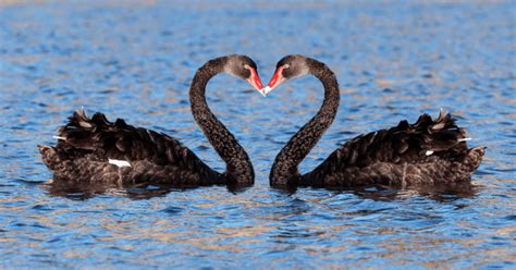 Gay Black Swan Đads Make the Best Parents