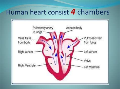 The chambers of heart