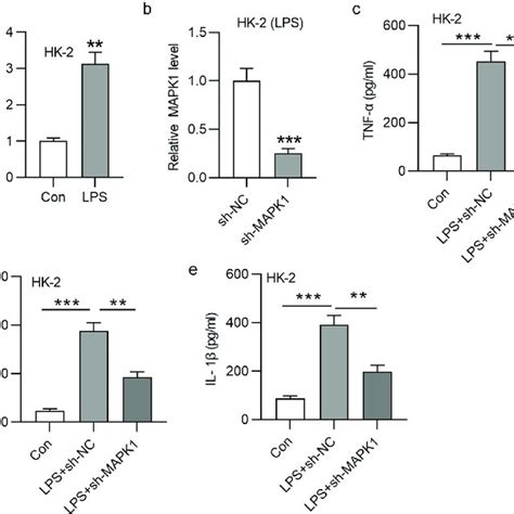 Kcnq Ot Promotes Inflammatory Response In Lps Treated Hk Cells Via