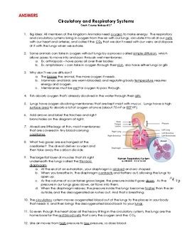 Crash Course Biology Circulatory And Respiratory Systems By Science