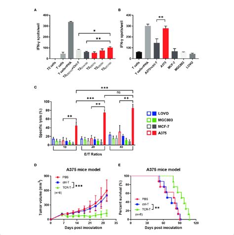 In Vitro And In Vivo Specific Cytotoxicity Of The Ny Eso Tcr T