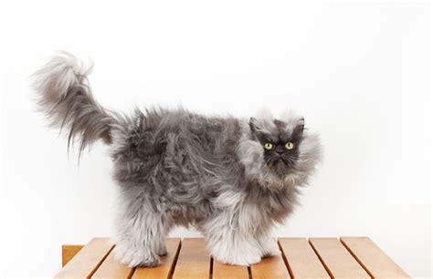 Colonel Meow Wins World Record For Cat With Longest Fur