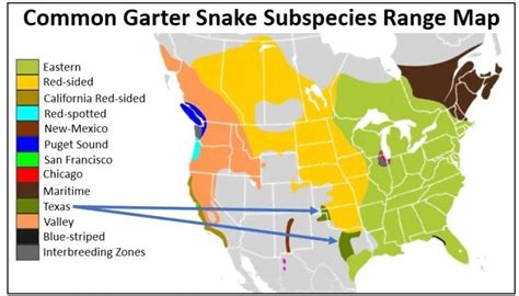 The 7 Types Of Garter Snakes In Texas W Pics Bird Watching HQ