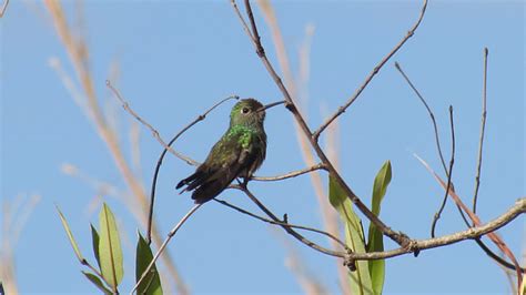 Foto Beija Flor De Garganta Verde Chionomesa Fimbriata Por Luana