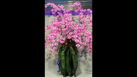 Фаленопсис Шиллериана Phalaenopsis schilleriana x sib - делюсь своими ...