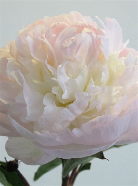 Paeonia ‘Florence Nicholls’ - Strooper Dekker