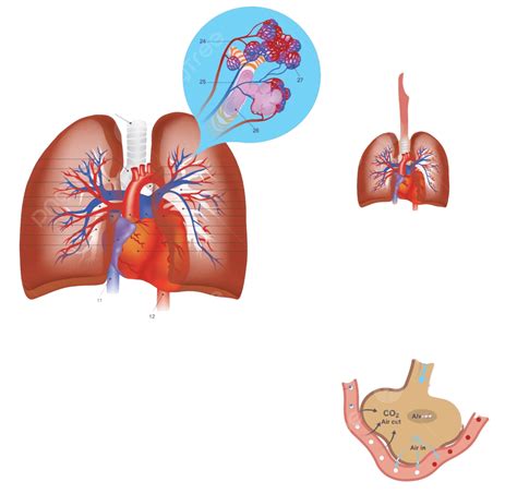 Lung Anatomy Human Aorta Human Trachea Vector Aorta Human Trachea