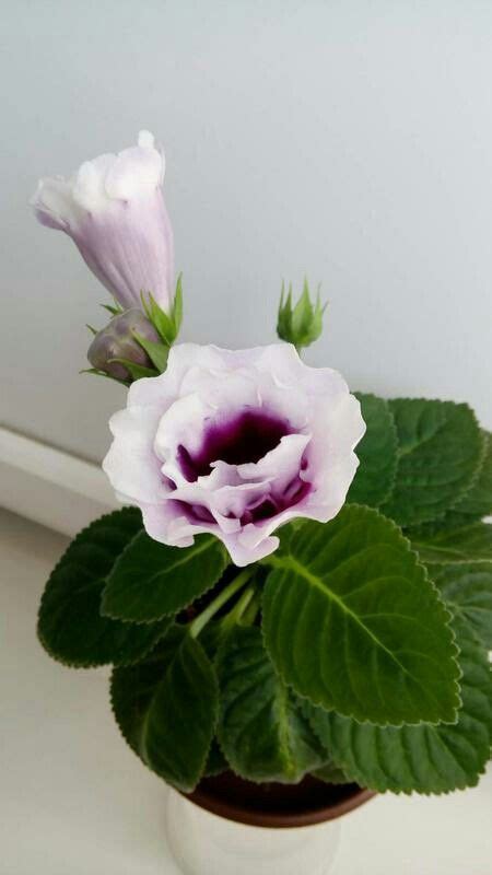 Лазурный берег | Красивые цветы, Комнатные цветы, Цветы