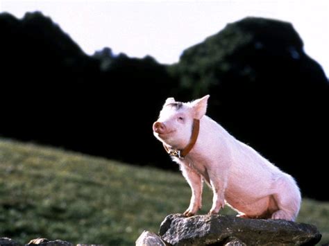 Бейб четвероногий малыш Babe 1995 AllOfCinema Лучшие фильмы в рецензиях