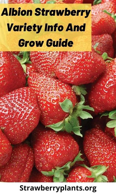 Albion Strawberry Variety Info And Grow Guide Fragaria X Ananassa