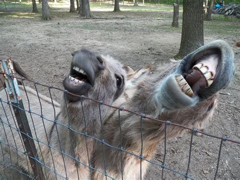 Donkeys Lol Smiling Animals Happy Animals Farm Animals Animals And