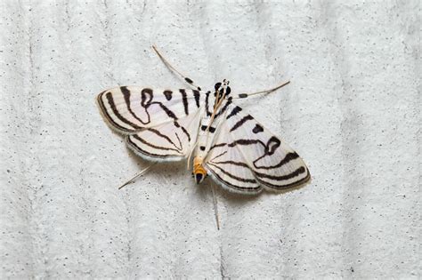 Black and White Moth: What Kind Is It? - A-Z Animals