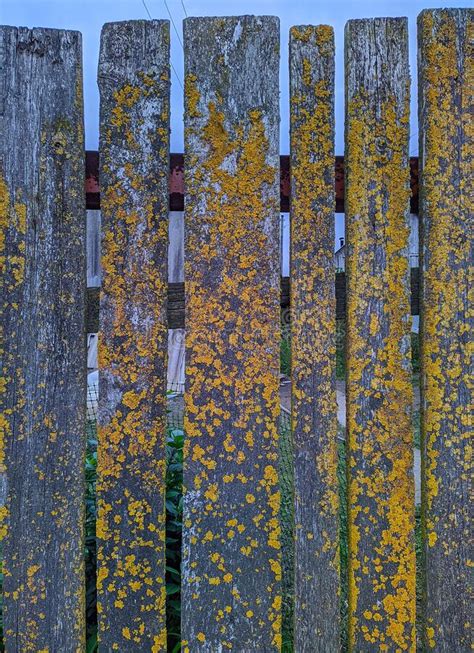 Old Wooden Fence Covered With Yellow Spots Stock Photo Image Of