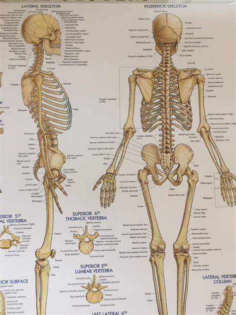 Skeletal System Anatomical Chart Laminated Human Skeleton Anatomy Poster D 1928253922