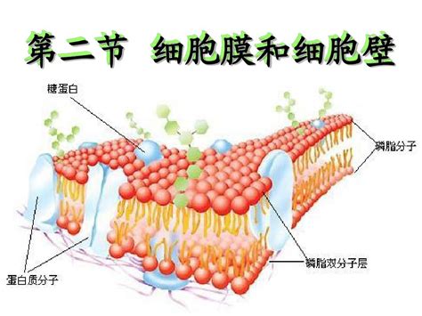 第二节细胞膜和细胞壁word文档在线阅读与下载无忧文档