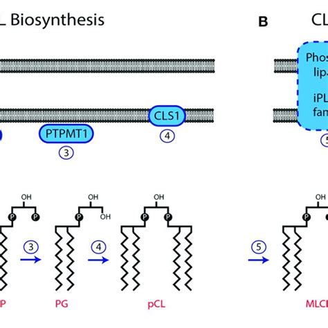 Pdf Role Of Cardiolipin In Mitochondrial Signaling Pathways