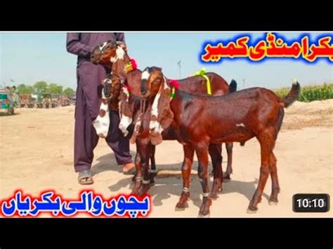 Bakra Mandi Kameer Betal Nagra Bareedar Bakry Naveed Khan Goats Farm