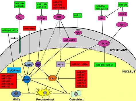 Micrornas Mirnas And Signaling Pathways Involved In The Osteogenesis