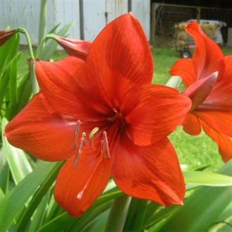 Amaryllis Lily Flower Bulbs Best Flower Site