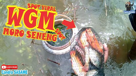 Spot WGM MORO SENENG Terbaru Mancing Nyobok Waduk Gajah Mungkur YouTube