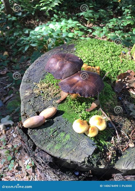 Wild Mushrooms Growing On Mossy Tree Trunk Stock Image Image Of Trunk