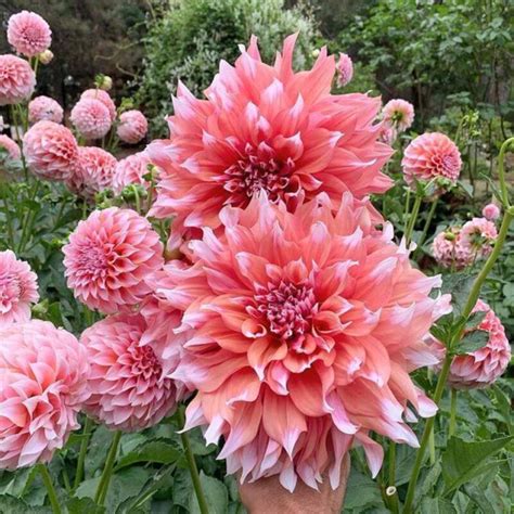 Dahlia Holland Festival Tubers - Shaw Green Dahlias 🇬🇧 UK Trusted Company