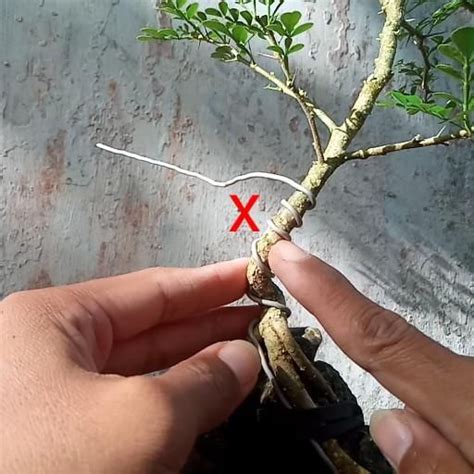 Video Wiring Techniques Berkebun Untuk Pemula Pohon Bonsai Ide