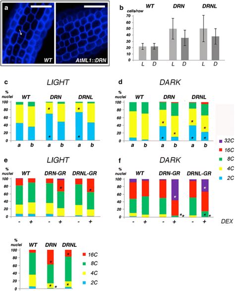 Nuclear Dna Content A Epidermal Cell Files In Wild Type And Transgenic