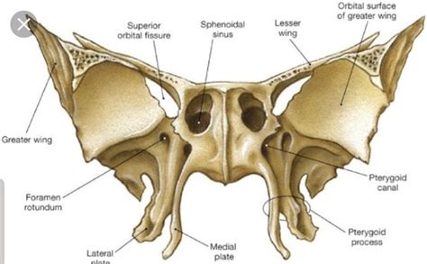 Sphenoid Anatomy Flashcards Quizlet