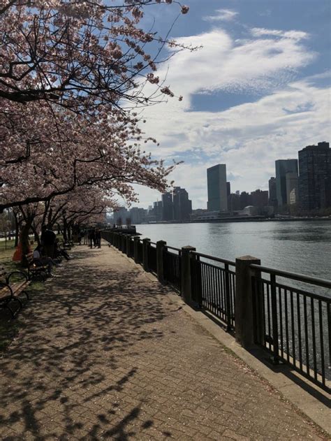 Cherry blossoms in new York | New york, New york skyline, Skyline